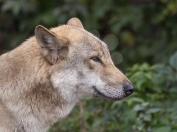 Grey Wolf Canis lupus Portrait - captive animal.