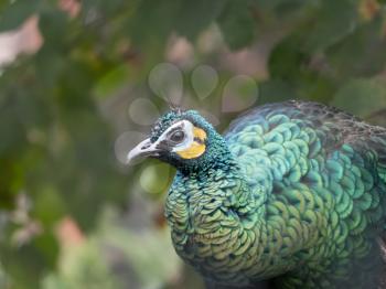 Close view of a beautiful, displaying male peacock