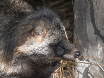 Raccoon dog resting in the shade of a tree.