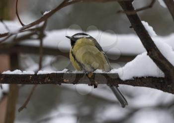 Birds near Moscow, yellow oatmeal on a tree branch.