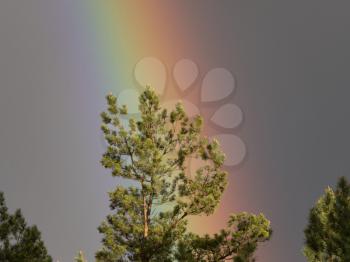 Beautiful pine branches and sunny rainbow sky after rain