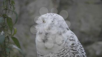 Snowy owl (Bubo scandiacus or Nyctea scandiaca) sitting on a stick.