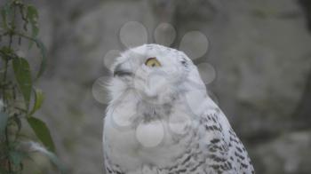 Snowy owl (Bubo scandiacus or Nyctea scandiaca) sitting on a stick.