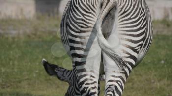 African beautiful zebra eating fresh green grass.