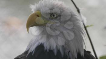 Bald Headed Eagle, close up shot with blurred background.