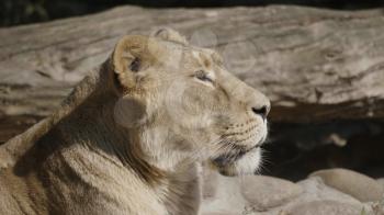 Portrait lioness basking in the warm sun after dinner.