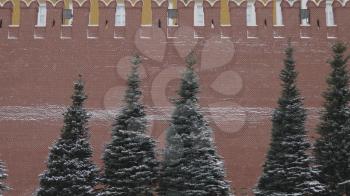 Kremlin wall and blue spruce closeup in winter Moscow Russian.