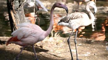 Flock of Greater Flamingo, nice pink big bird, standing in the water.