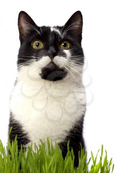 cat in grass isolated on white background