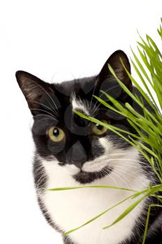 cat in grass isolated on white background