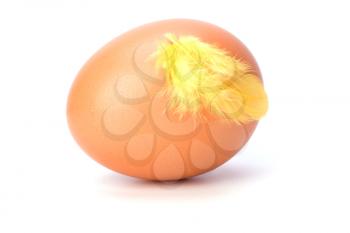 Egg and feather isolated on white background. Easter decor.