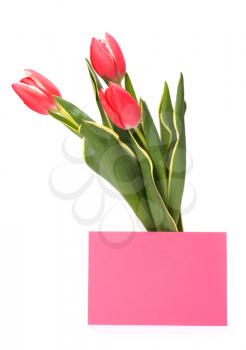 greeting card  with pink tulips  isolated on white background
