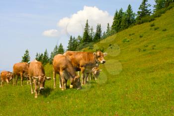 Herd of cows grazing in Alps
