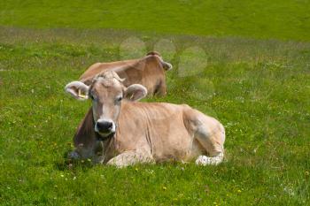 Cows grazing in Alps