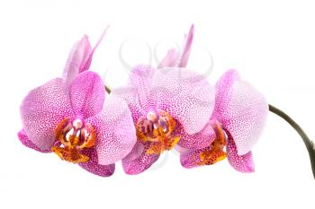 orchid isolated on white background close up
