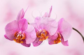 beautiful orchid on pink blured background
