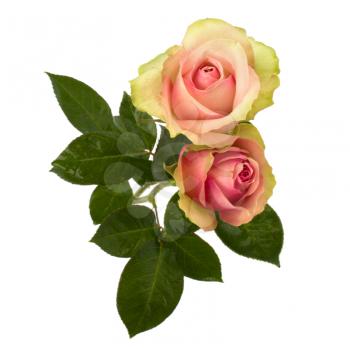 Beautiful roses   isolated on white background