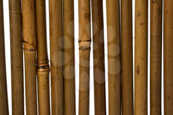bamboo stems background close up