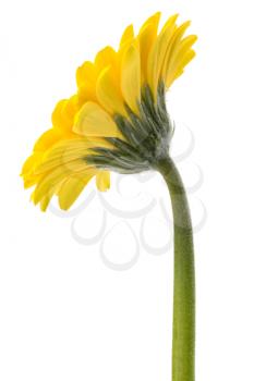 Beautiful daisy gerbera flower isolated on white background