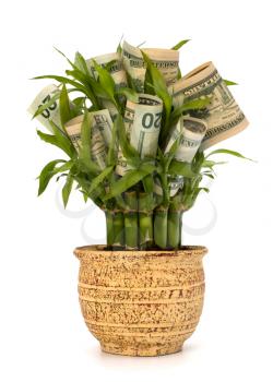 Money growing concept. Money banknotes growing  in flowerpot isolated on white background.