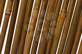 bamboo stems background close up