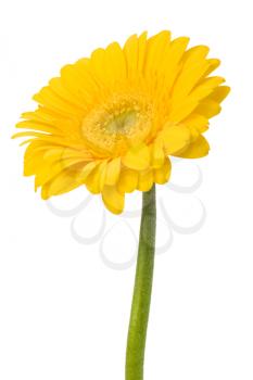 Beautiful daisy gerbera flower isolated on white background