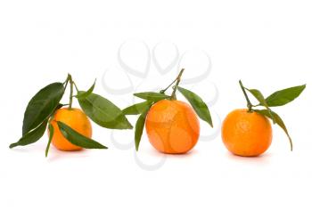 Tangerines  isolated on white background