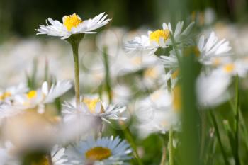 Beautiful daisies. Floral background. Shallow focus.