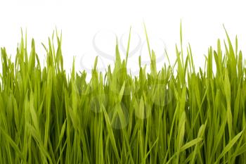 Grass silhouette isolated on white background
