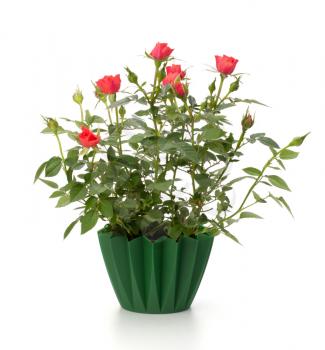 Beautiful rose in flowerpot  isolated on white background