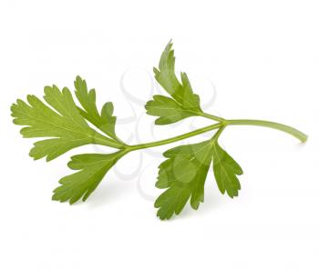 parsley  isolated on white background