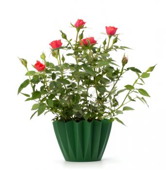 Beautiful rose in flowerpot  isolated on white background