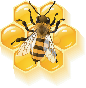 Royalty Free Clipart Image of a Honey Bee