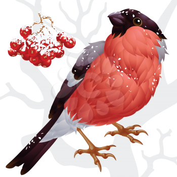 Royalty Free Clipart Image of a Bullfinch and Ash Berries