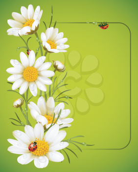 Royalty Free Clipart Image of a Camomile Frame
