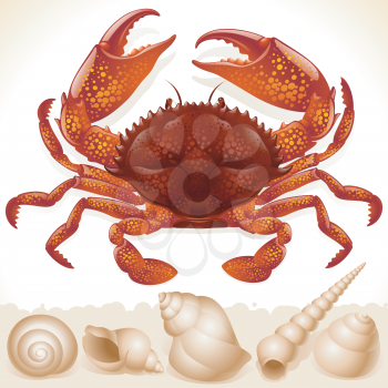 Royalty Free Clipart Image of a Red Crab and Shells