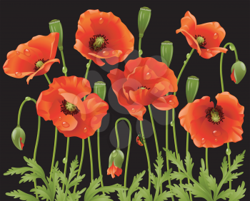 Royalty Free Clipart Image of Poppys