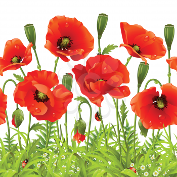 Royalty Free Clipart Image of Poppies