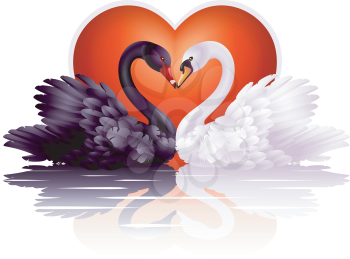 Royalty Free Clipart Image of a Couple of Swans