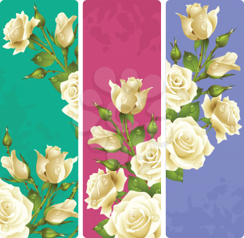 White Rose frames. Vector set of floral vertical banners