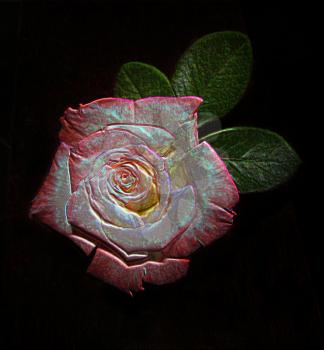 Royalty Free Photo of a Pink Rose Illustration