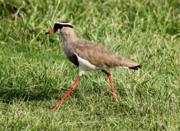 Royalty Free Photo of a Crowned Lapwing Bird in Grass