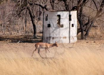Royalty Free Photo of Bow Hunters Hideout with Impala Walking Past