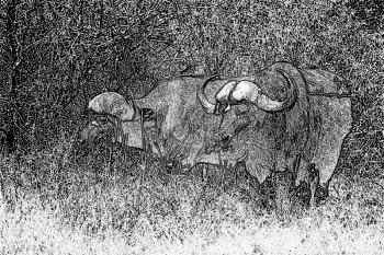 Royalty Free Photo of an African Buffalo Etch Illustration