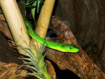 Royalty Free Photo of a Poisonous Southern Africa Green Mamba Snake in a Tree