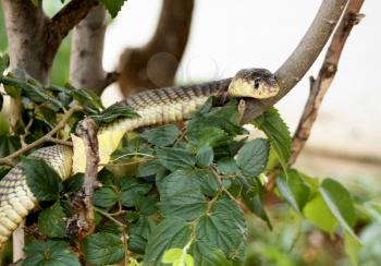 Royalty Free Photo of a King Cobra Perched High Up in a Tree