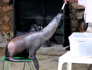 Royalty Free Photo of a Seal Getting Fish Reward from His Handler 