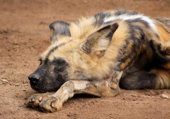 Royalty Free Photo of an African Wild Dog 
