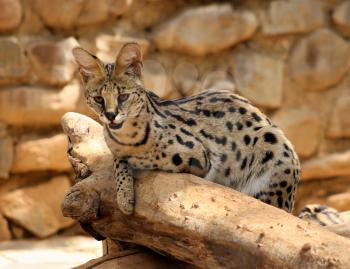 Royalty Free Photo of a Serval African Wild Cat Resting on a Tree Stump