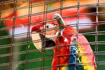 Royalty Free Photo of a Caged Scarlet Macaw